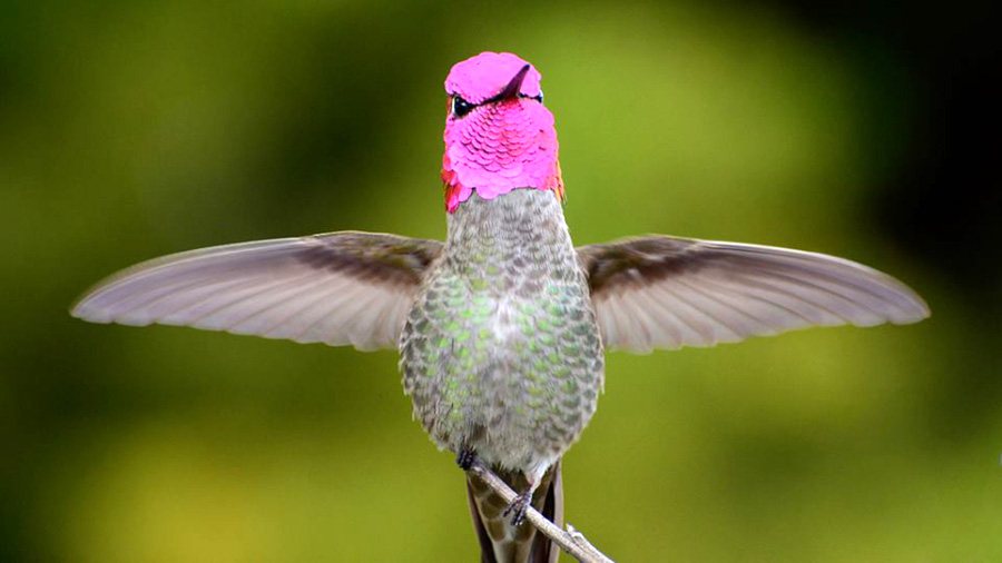 BIRD - Anna's Hummingbird (Calypte anna) - California - USA - Photo : Thomas Cantwel
