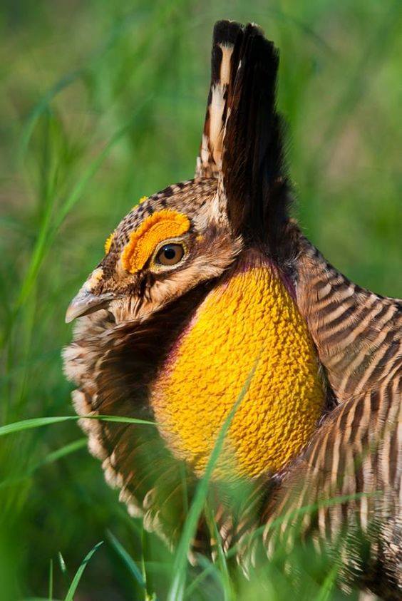 BIRD - Attwater's Prairie chicken (Tympanuchus cupido attwateri) Photo : DR