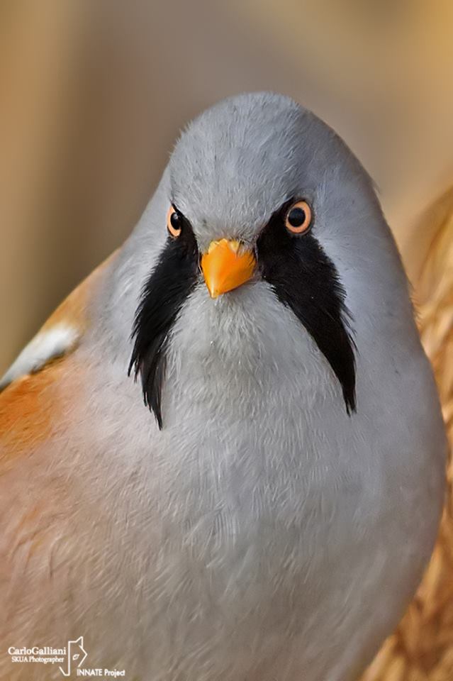 BIRD - Bearded Reedling (Panurus-biarmicus) - Photo : Carlo Gallian
