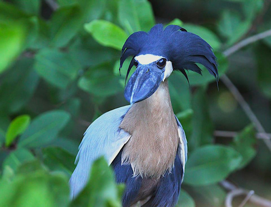 BIRD - Boat billed Heron (Cochlearius cochlearius) - Costa Rica - Photo : Sybil W.

