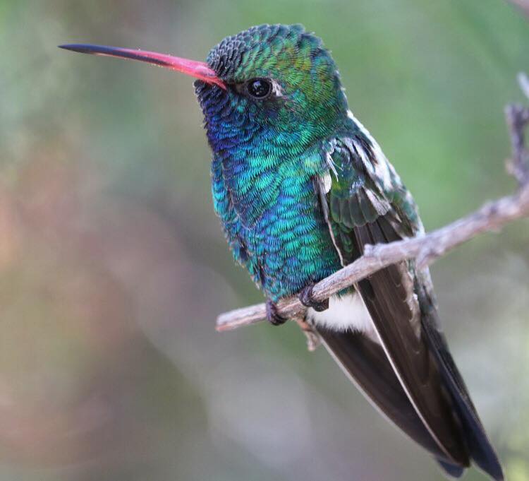 BIRD - Broad billed Hummingbird - Tucson - Photo : Mariah Letowt