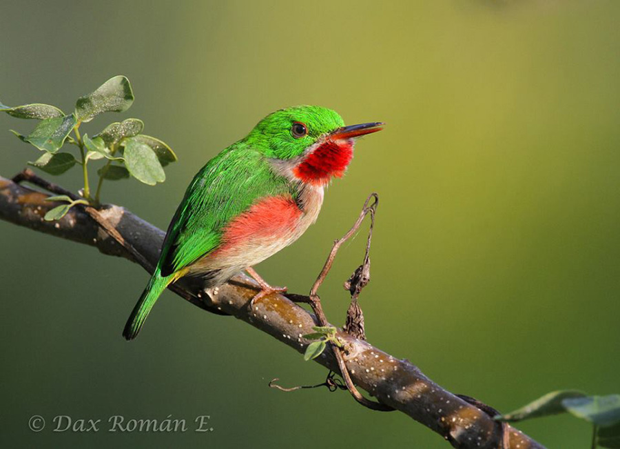 BIRD - Broad billed Tody (Todus-subulatus) - Dominican Republic - Photo : Dax Romain I