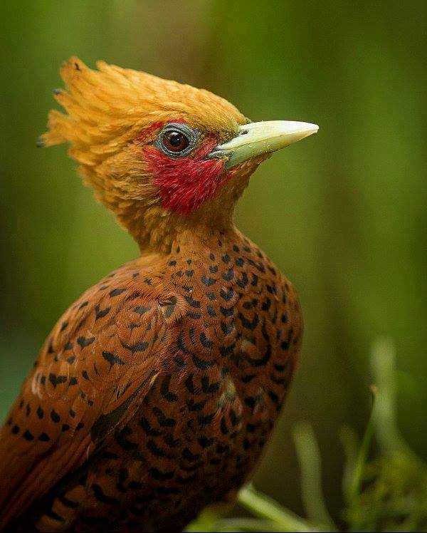 BIRD - Chestnut coloured Woodpecker (Celeus-castaneus) - Costa Rica
Photo : Álvaro Cubero Vega