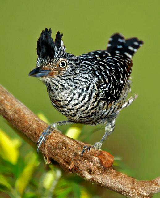 BIRD - Choca barrada (Thamnophilus doliatusç Photo : DR