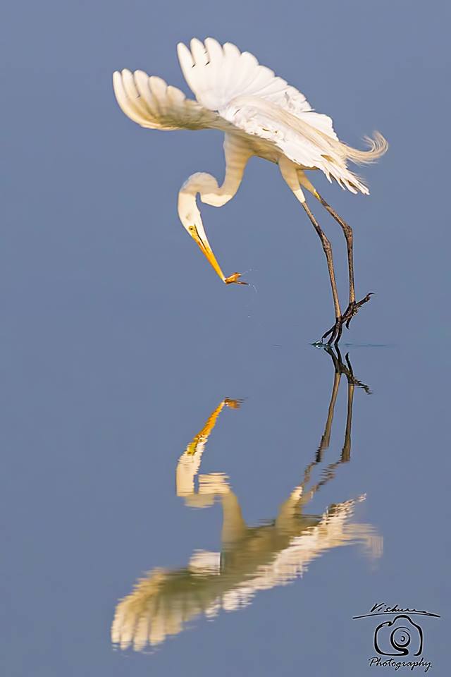 BIRD - Great Egret hitting the catch - Hussainiwala Reservoir - Ferozepur - Punjab
Photo : Vishersh Kamboj