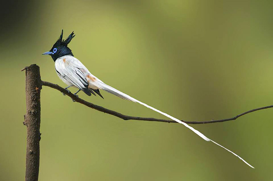 BIRD - Indian Paradise Flycatcher (Terpsiphone paradisi) male white morph
Phoyo : Sharad Agrawal