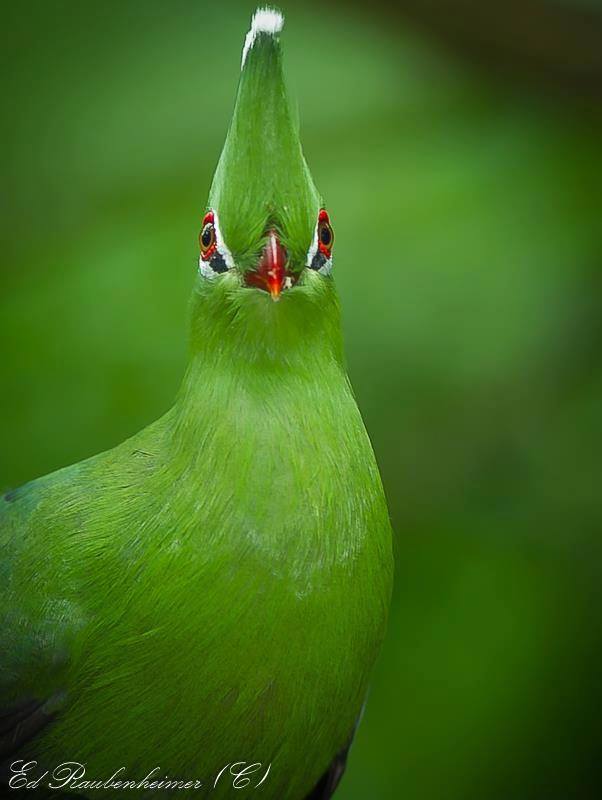 BIRD - Knysna Turaco (Tauraco corythaix) - South Africa - Knysna Lourie 
Photo : Ed Raubenheimer