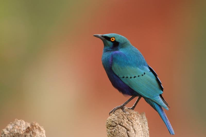BIRD - Lesser Blue (Lamprotornis hloropterus) - Kenya - Photo : Juninho