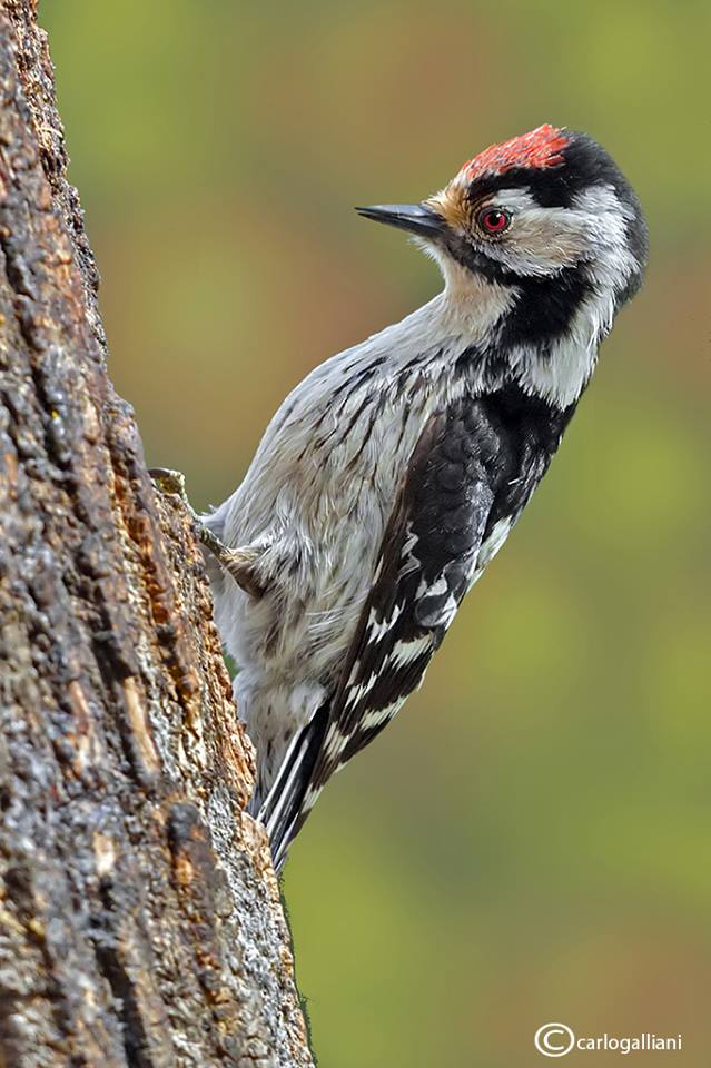 BIRD - Lesser Spotted Woodpecker (Dendrocopos minor) - Photo : Carlo Galliani