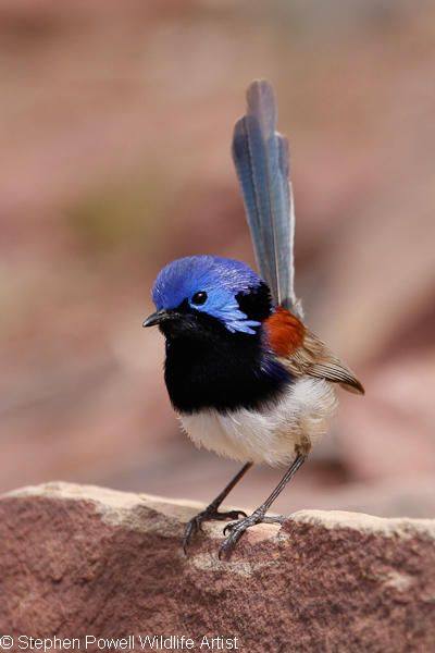 BIRD - Male Variegated Fairy Wren - Photo : Stephen Powell