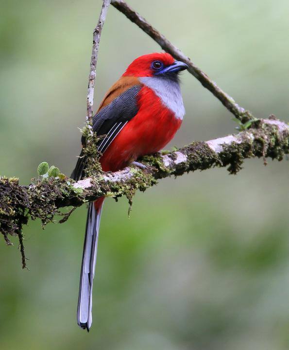 BIRD - Male Whitehead's Trogon (Harpactes whiteheadi) Sabah - Borneo - Malaysia
Photo : Hal and Kirsten Snyder