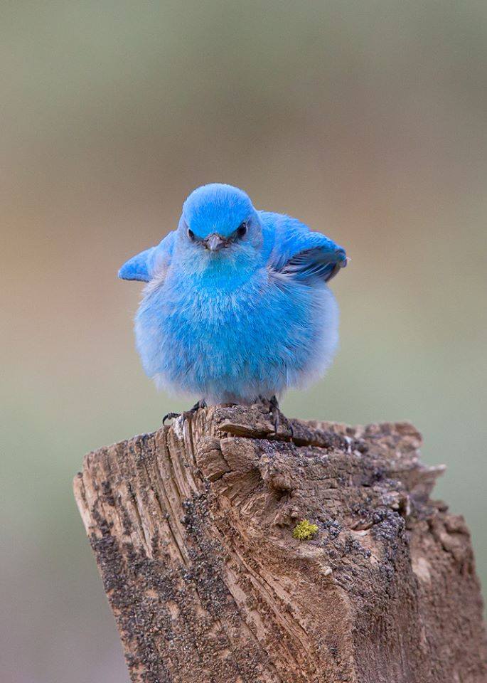 BIRD - Mountain Bluebird (Sialia currucoides) - Photo : B. Benson