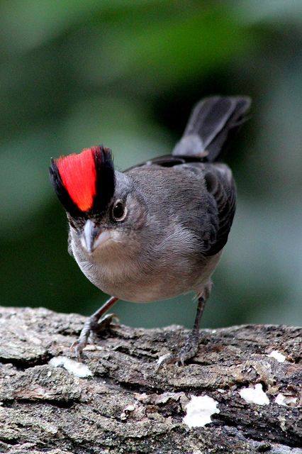 BIRD - Pileated Finch - Photo : DR
