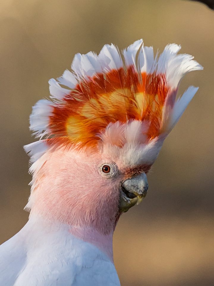 BIRD - Pink Cockatoo or Majo Mitchell's Cockatoo (Lophochroa leadbeateri) - Australia-
Photo : David Cook
