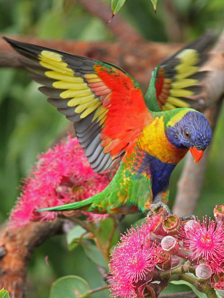 BIRD - Rainbow Lorikeet (Trichoglossus moluccanus) - Queensland - Australia
Photo : Dave Taylor