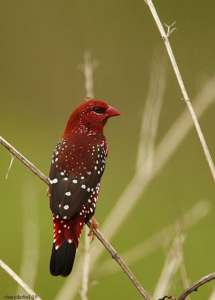BIRD - Red Avadavat (Amandava-amandava) a.k.a. Strawbery - Finch - India 
Photo : Vinay Darbal

