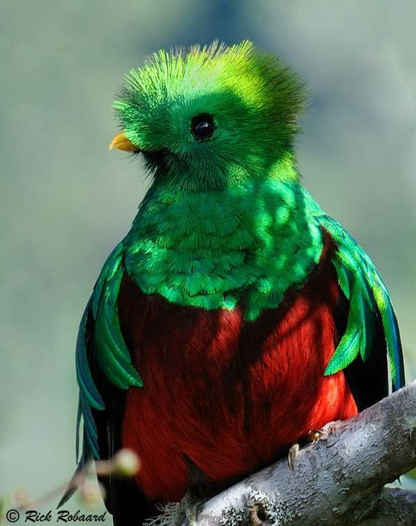 BIRD - Resplendent Quetzal - San Gerardo de Dota - Costa Rica - Photo : DR
