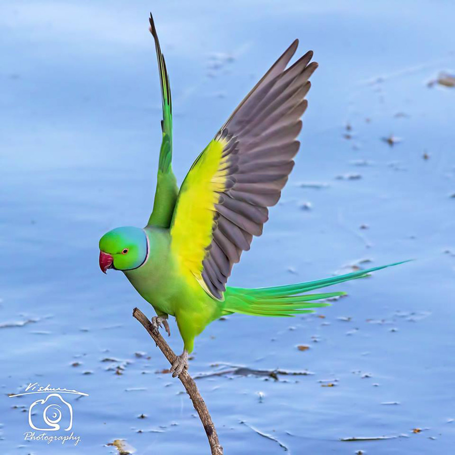 BIRD - Rose Ringed Parakeet Gajner - Lake - Rajasthan - India - Photo : Vishersh Kamboj