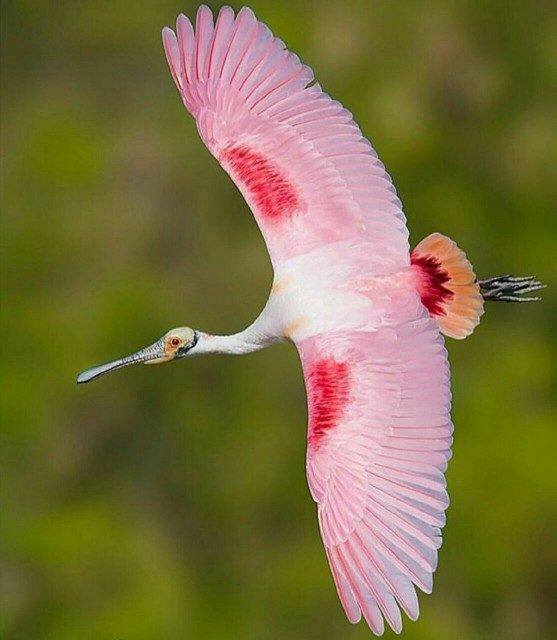 BIRD - Roseate Spoonbil (Platalea ajaja) - Floride - USA - Photo : Steven Blandin