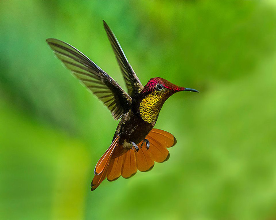 BIRD - Ruby topaz Hummingbird (Chrysolampis mosquitus) - Trinidad
Photo : Pedro Lastra
