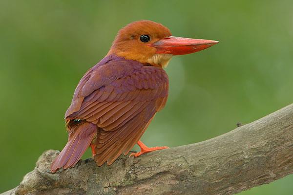 BIRD - Ruddy Kingfisher (Halcyon coromanda) - Jurong Lake - Singapore
Photo : Con Foley