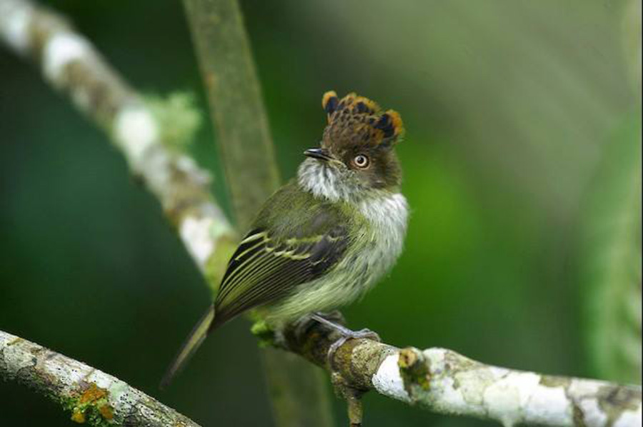 BIRD - Scale crested Pygmy tyrant (Lophotriccus pileatus) - Colombia
Photo : Alonso Quevedo Gil

