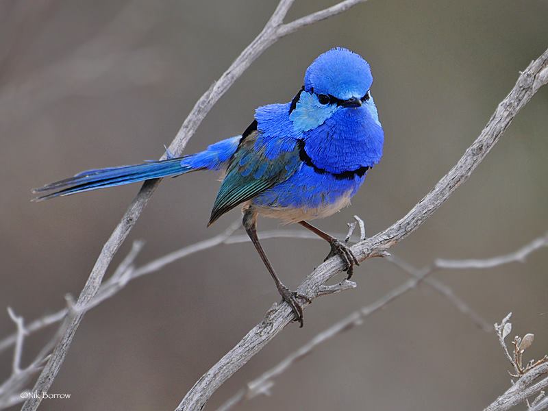 BIRD - Splendid Fairywren (Malurus splendens) - Australia Photo : Nik Borrow