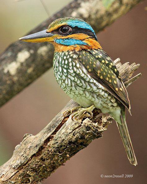 BIRD - Spotted Wood Kingfisher (Actenoides-lindsayi) endemic to the Philippines
Photo : neon2rosel
