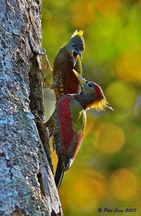BIRD - The Crimson Winged Woodpecker (Picus Puniceus) Photo : Phil Liew