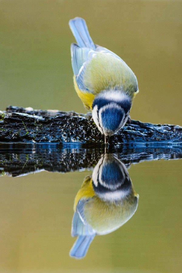 BIRD - Twins Drinking Blue Tit- - Photo : Vincent de Jong