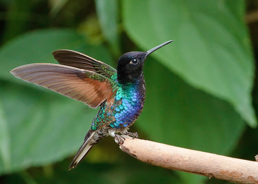 BIRD - Velvet purple Coronet (Boissonneaua jardini) -Equateur - Photo : Ian Billenness