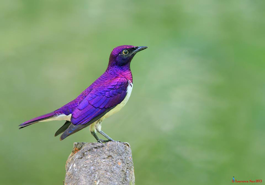 BIRD - Violet Backed Starling (Cinnyricinclus-leucogaster) also known as Amethyst Starling
Photo : Lawrence Neo