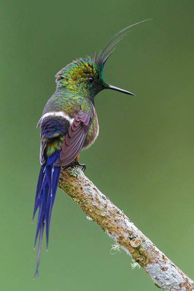 BIRD - Wire crested Thorntail (Discosura popelairii) - Ecuador - Photo : Gavin Emmons