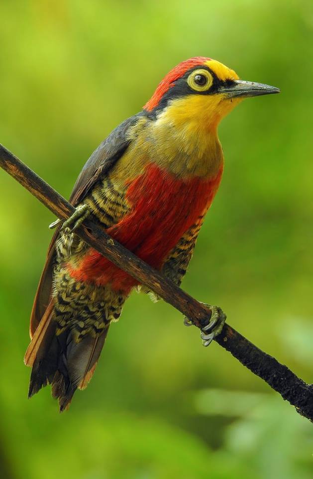 BIRD - Yellow fronted Woodpecker (Melanerpes flavifrons) - Brazil - Photo : Aisse Gaertner