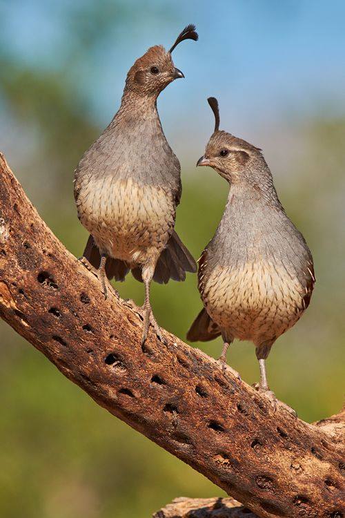 BIRD - Pair of Gambels Quail - Arozona - Photo : DR
