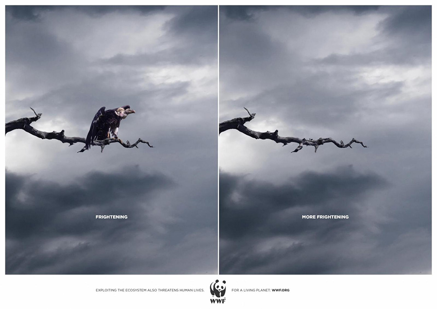 une terre sans vautour, extinction definitive - frightening © WWF
