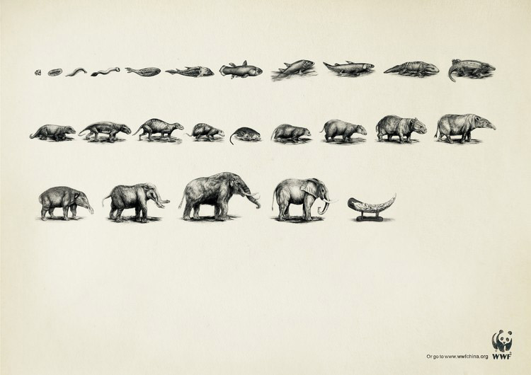 Echelle chronologique de l'éléphant © WWF