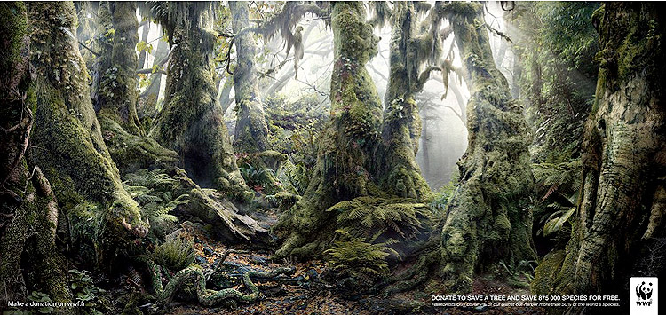 des animaux sont cachées dans cette magnifique photo de jungle © WWF