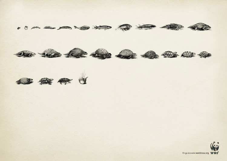 Echelle chronologique de la tortue © WWF