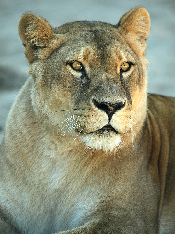 zoo de la palmyre - lionne