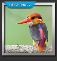 LES PLUS BELLES PHOTOS D'OISEAUX
DU MONDE


THE MOST BEAUTIFUL PICTURES OF BIRDS
OF THE WORLD.
