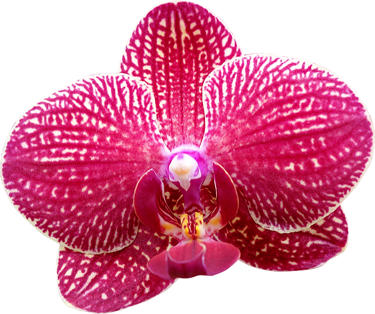 Fleurs détourées au format PNG Libres de Droits gratuites - FreeFLEURS - Orchidée détourée © www.photogriffon.com
