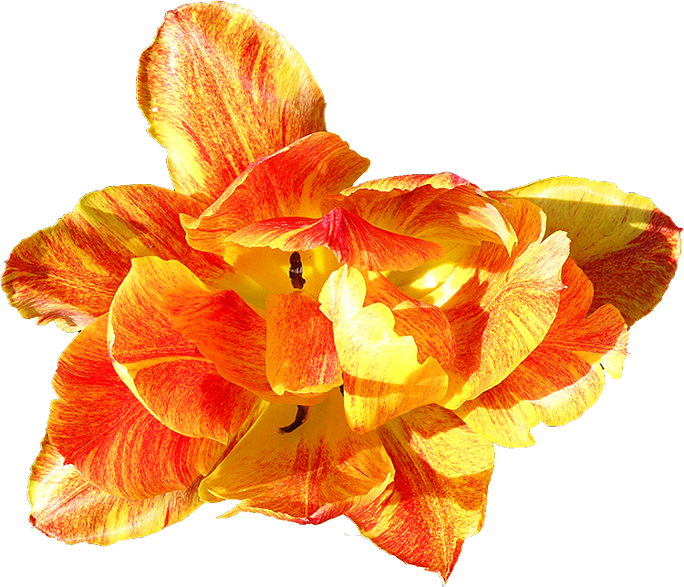 Fleurs détourées au format PNG Libres de Droits gratuites - Free