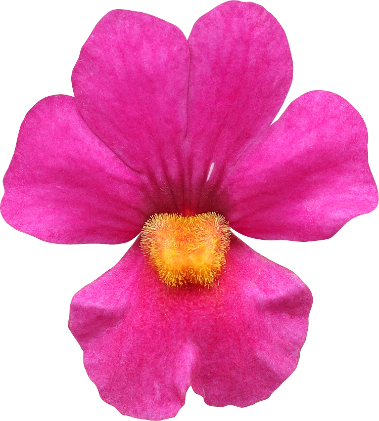 Fleurs détourées au format PNG Libres de Droits gratuites - Free