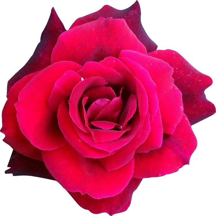 — chasse au trésor de printemps FLEUR7-Rose-photogriffon