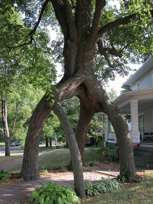 LES PLUS BEAUX ARBRES DU MONDE  - Quatre troncs ont fusionnés pour créer cet arbre encadrant une allée © Photo sous Copyright