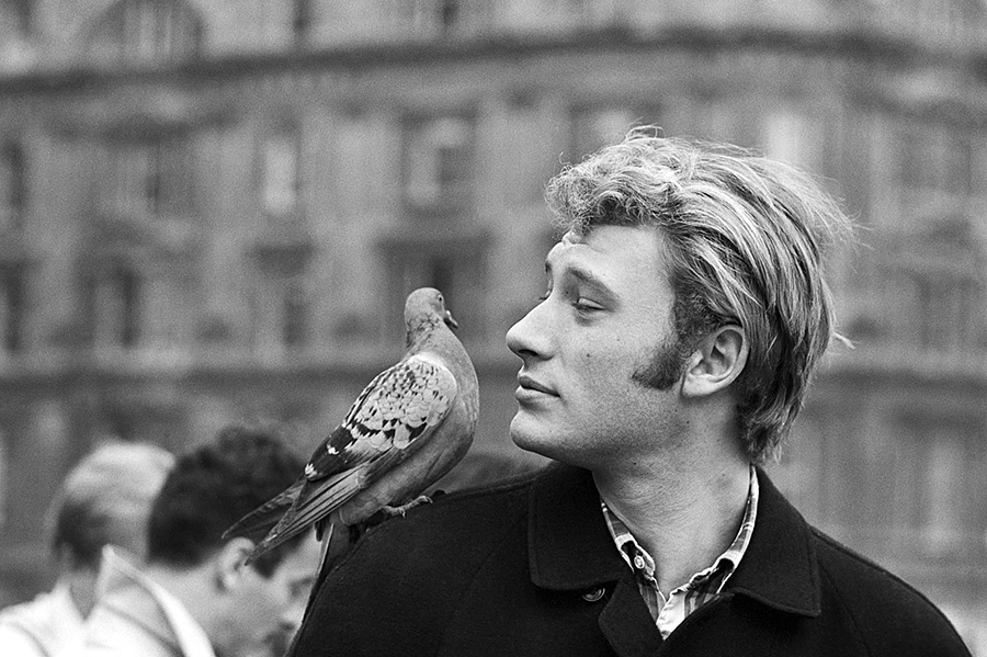 Johnny Hallyday avec un pigeon sur l