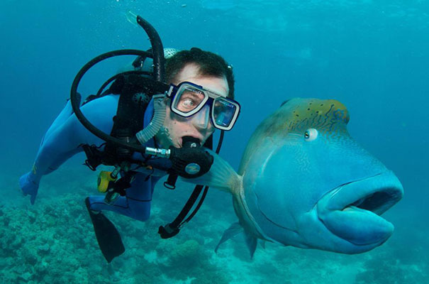 photo insolite un poisson regarde un plongeur