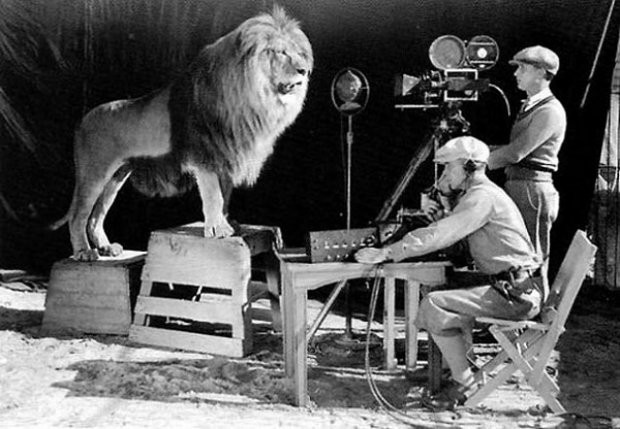 Photo rare du prestigieux lion de la MGM, enregistré par les caméraman de la Firme de cinéma