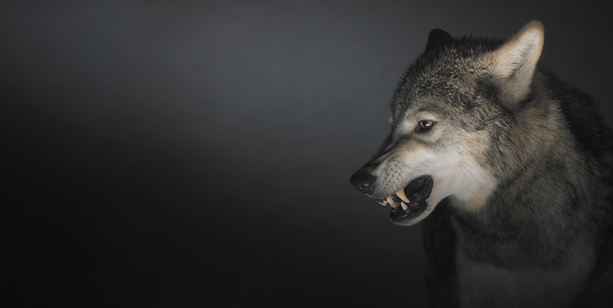 Tim FLACH
Un grand Maître de la photo animalière, photo de loup superbe